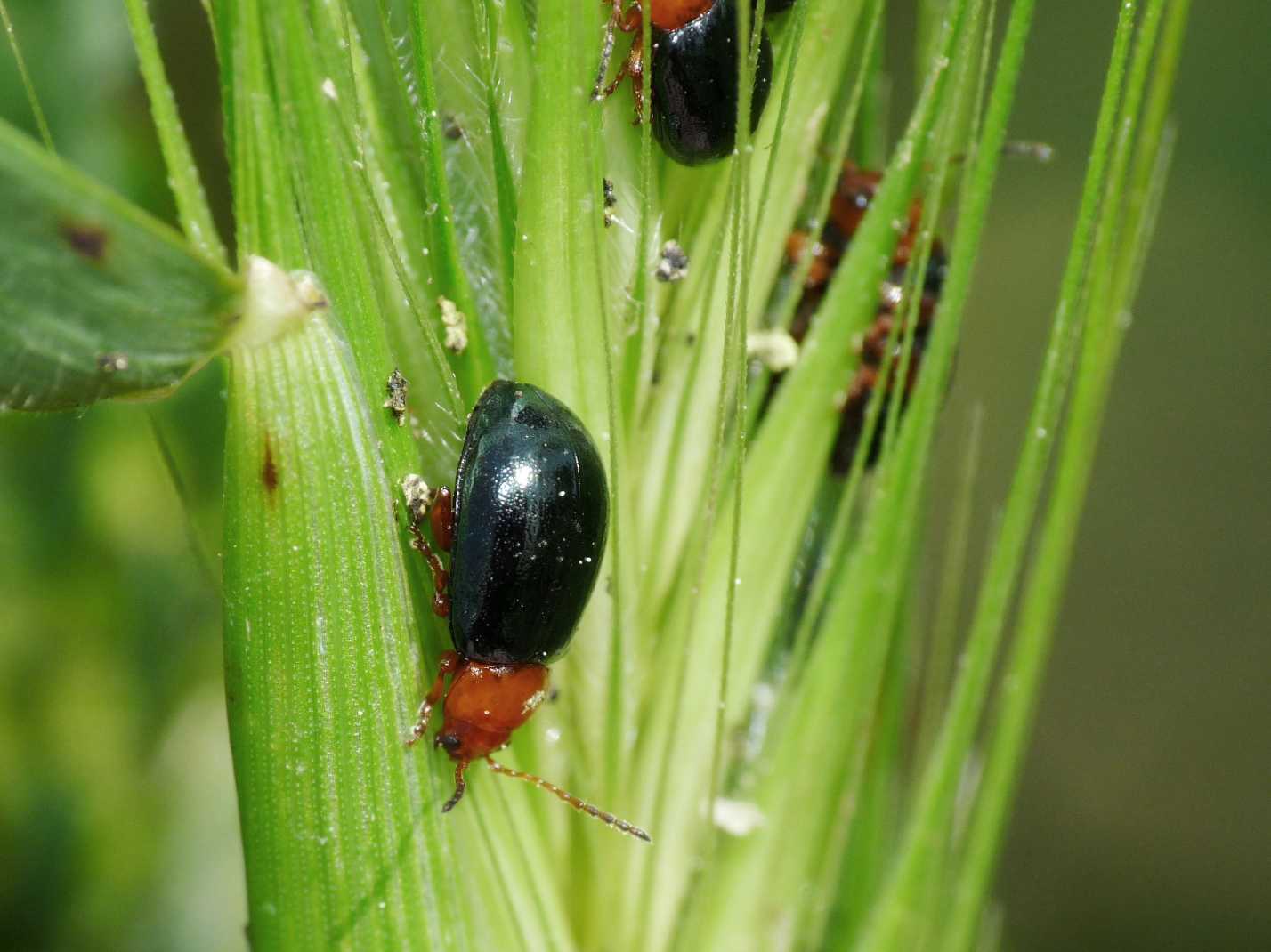 Podagrica fuscicornis